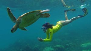 Snorkeling with turtles from Cairns